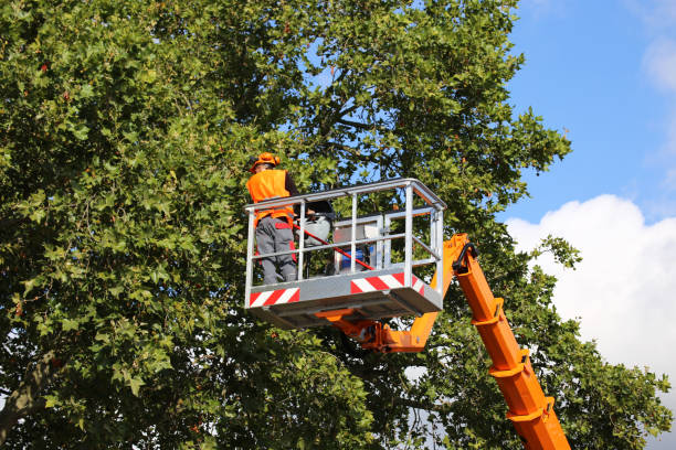 Best Tree Clearing Services  in River Road, WA